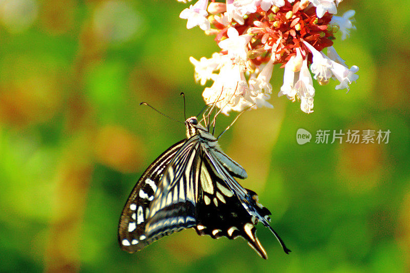 蝴蝶/燕尾蝶和桔梗花